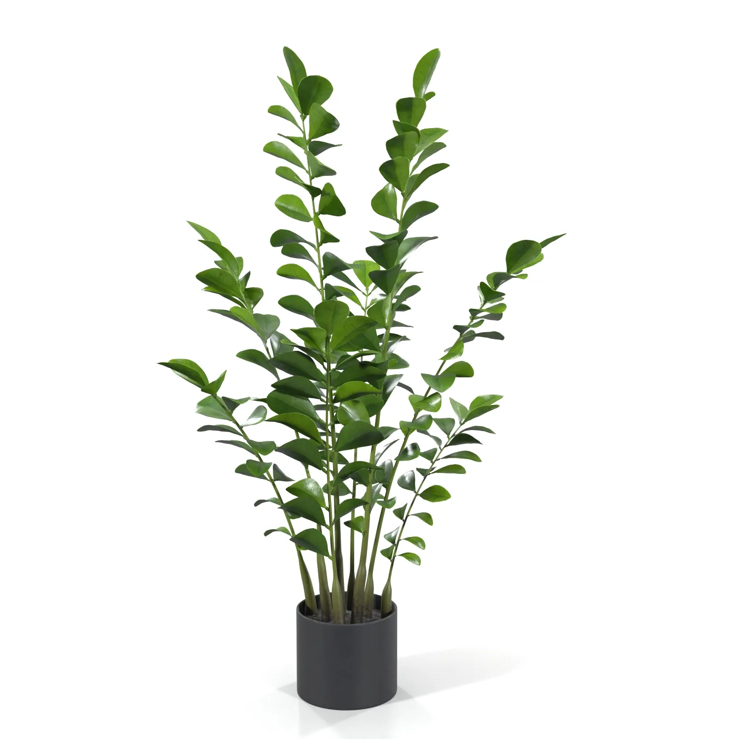 Zanzibar Gem Plant PBR 3D Model_06